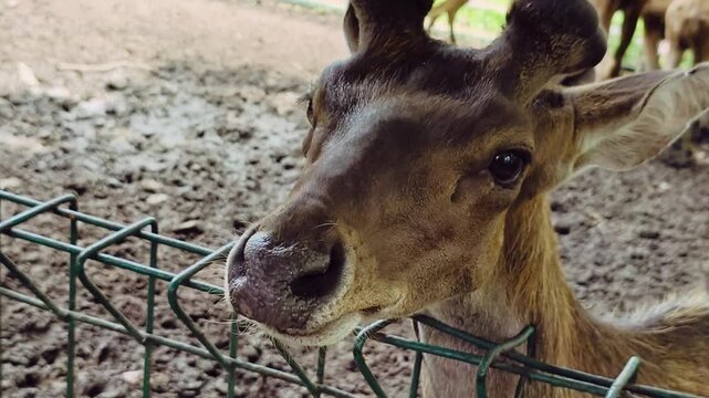 portrait of a young donkey