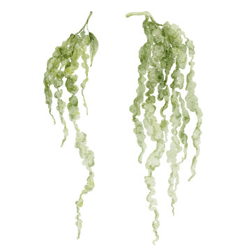 Set of 2 hand painted watercolor green hanging amaranthus flowers with drooping branches isolated on white background. Floral Illustration for design, print, fabric, background.