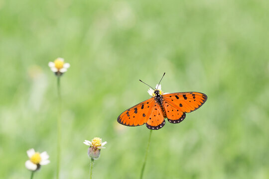 The Beauty Of Tawny Coster