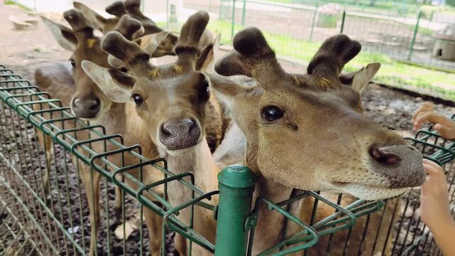 Portrait of a deer chewing grass in a zoo or animal park