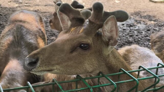 Portrait of a deer chewing grass in a zoo or animal park