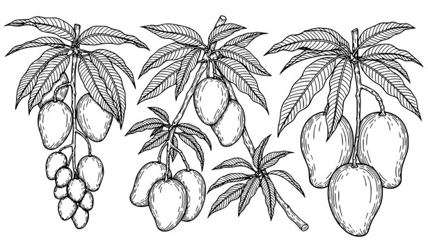 Mango Tree Vector Set Hanging Mango Fruit Branch Illustration Collection