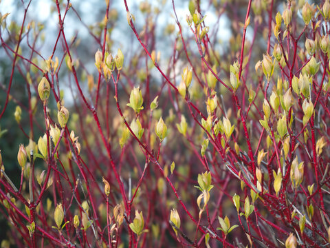 Red osier dogwood stems and leaf buds