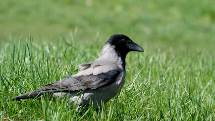 Obraz premium Crow on grass, watching the bright surroundings