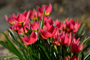 Obraz premium Vibrant pink tulips bloom under the bright spring sun