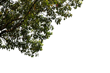 Naklejka premium green leaves on white background