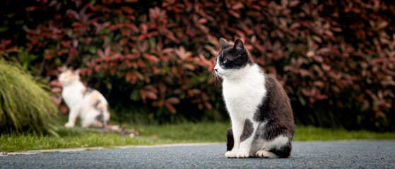 Peaceful view of a stray cat in a local park in Shanghai, China © Taka