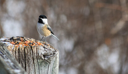 Black-capped chickadee perched on wooden post with seeds in winter © Claudia