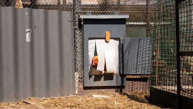 Hen peeking through nesting box flap in fenced coop outdoor yard