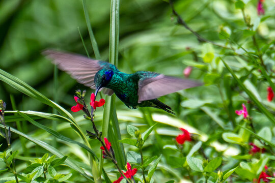 Violeteer Hummingbird feeding on flower