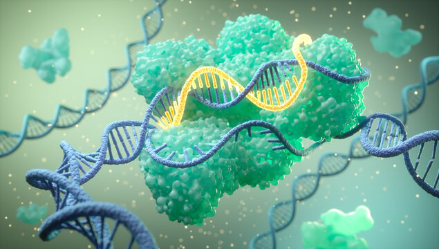 3D illustration of CRISPR-Cas9 protein complex gene editing system cutting a DNA strand, genetic engineering concept.