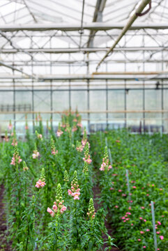 foxglove or digitalis puropurea in dutch greenhouse in the netherlands