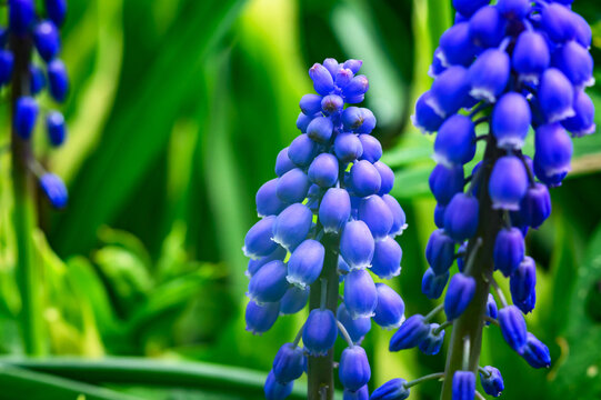 Close-up of vibrant blue grape hyacinth flowers blooming in spring garden