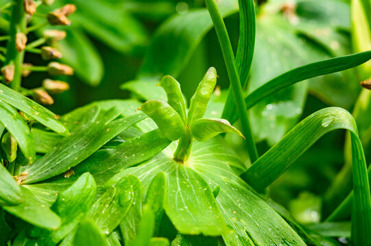 Vibrant green leaves with water droplets after a spring rain shower