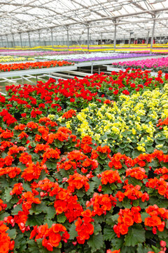 colorful flowering pot plants in dutch greenhouse