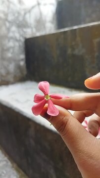 A close-up vertical shot of a pink Madhumalati or rangoon creeper (Combretum indicum) flower held between fingers.