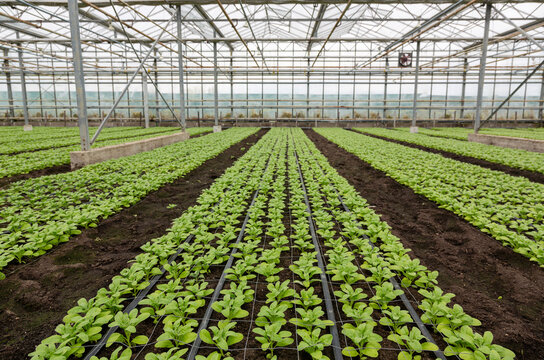 young spring plants in large dutch greeenhouse in the netherlands