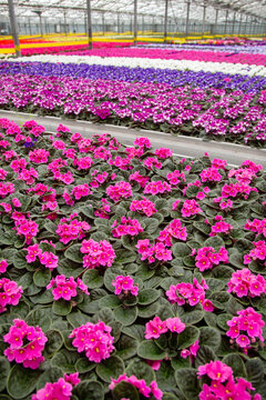 colorful flowering pot plants in dutch greenhouse