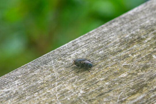 Close-up of a common housefly resting on weathered wooden surface with blurred green background