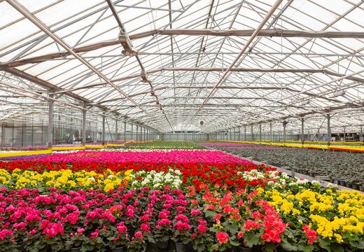 colorful flowering pot plants in dutch greenhouse