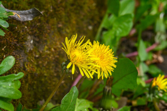 Bright yellow dandelion flowers in lush green surroundings