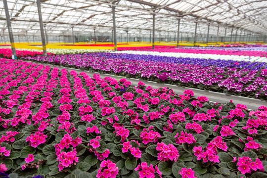 colorful flowering pot plants in dutch greenhouse