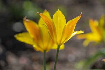 Fototapeta premium Yellow lowers tulips blossom in park in spring. Bulbous ornamental tulipa plants of liliaceae family grow on flowerbed. Floral petals bloom. Flower carpet from buds. Landscaping parks.