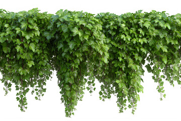 Fototapeta premium Green leafy vines hang from a lush plant against a Transparent background PNG
