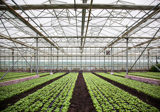 young spring plants in large dutch greeenhouse in the netherlands