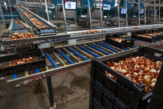 tulip bulbs in black plastic crates in the netherlands