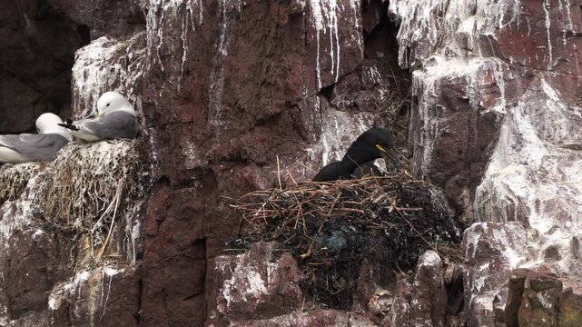 A European shag (Phalacrocorax aristotelis) sitting on its nest on the rocks and repairing its nest