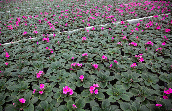 colorful flowering pot plants in dutch greenhouse