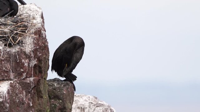 A European shag (Phalacrocorax aristotelis) in summer plumage preening its feathers while standing on the rocks
