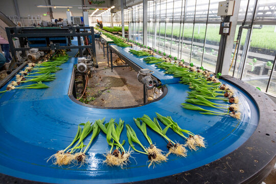 workers in tulip greenhouse or factory near amsterdam in the netherlands