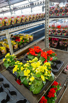 colorful flowering pot plants in dutch greenhouse