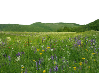 Obraz premium meadow with flowers isolated on transparent background