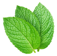 Obraz premium Green mint leaf isolated on transparent background. Mint leaf isolated with PNG