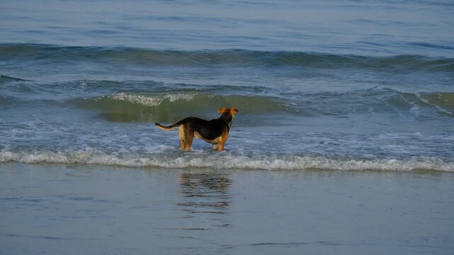 Dog frolicking in sea waves