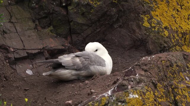  An adult northern fulmar, Arctic fulmar, or simply fulmar (Fulmarus glacialis) resting on a rock near the sea