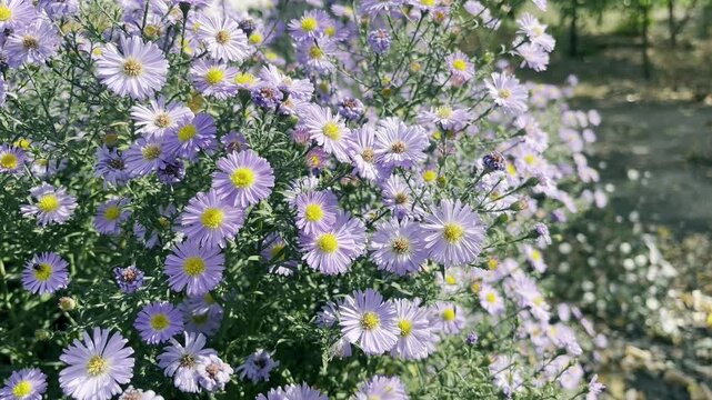 Lilac asters bloom in the autumn garden	