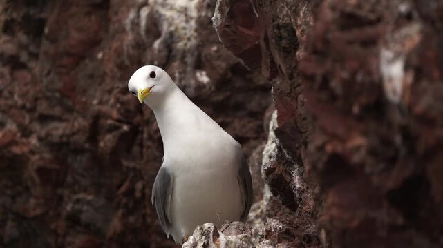 An adult black-legged kittiwake (Rissa tridactyla) inspecting its surroundings while sitting on a rock