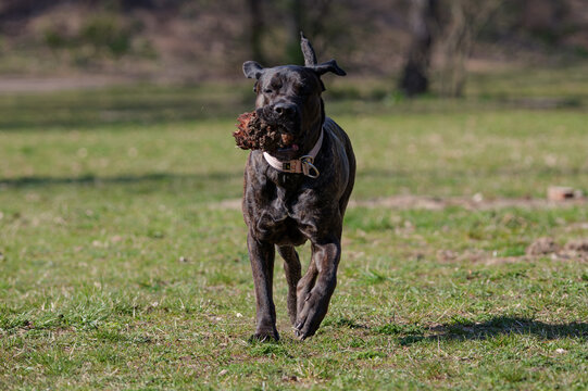 Brindle Cane Corso Mastiff running and playing in a sunny park
