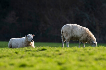 Fototapeta premium Two sheep in rural setting 