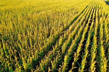 Aerial view of a mature maize plantation The Concept of Agriculture © VicVaz