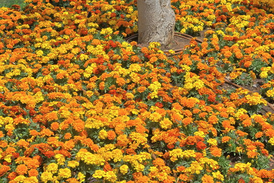 Marigold flowers blooming in the flowerbed in the garden