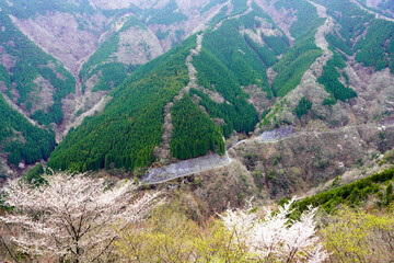 上北山村　ナメゴ谷に桜花咲く © PAE