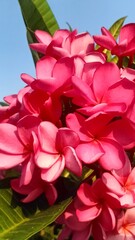 Pink frangipani flowers are seen close up, blooming beautifully. Portrait background. © shadows9