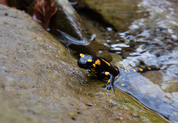 Jaszczurka Salamandra wychodząca z górskiego strumienia na mokre głazy © kubikactive