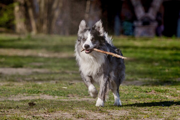 Obraz premium Active blue merle Border Collie dog running and jumping in the park