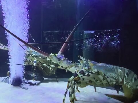 Close-up of a large spiny lobster moving on sandy aquarium floor with bubbles